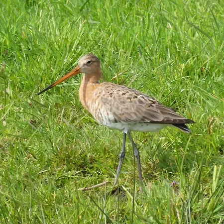 Bb Saari * De Woude